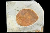 Fossil Leaf (Beringiaphyllum) - Montana #105215-1
